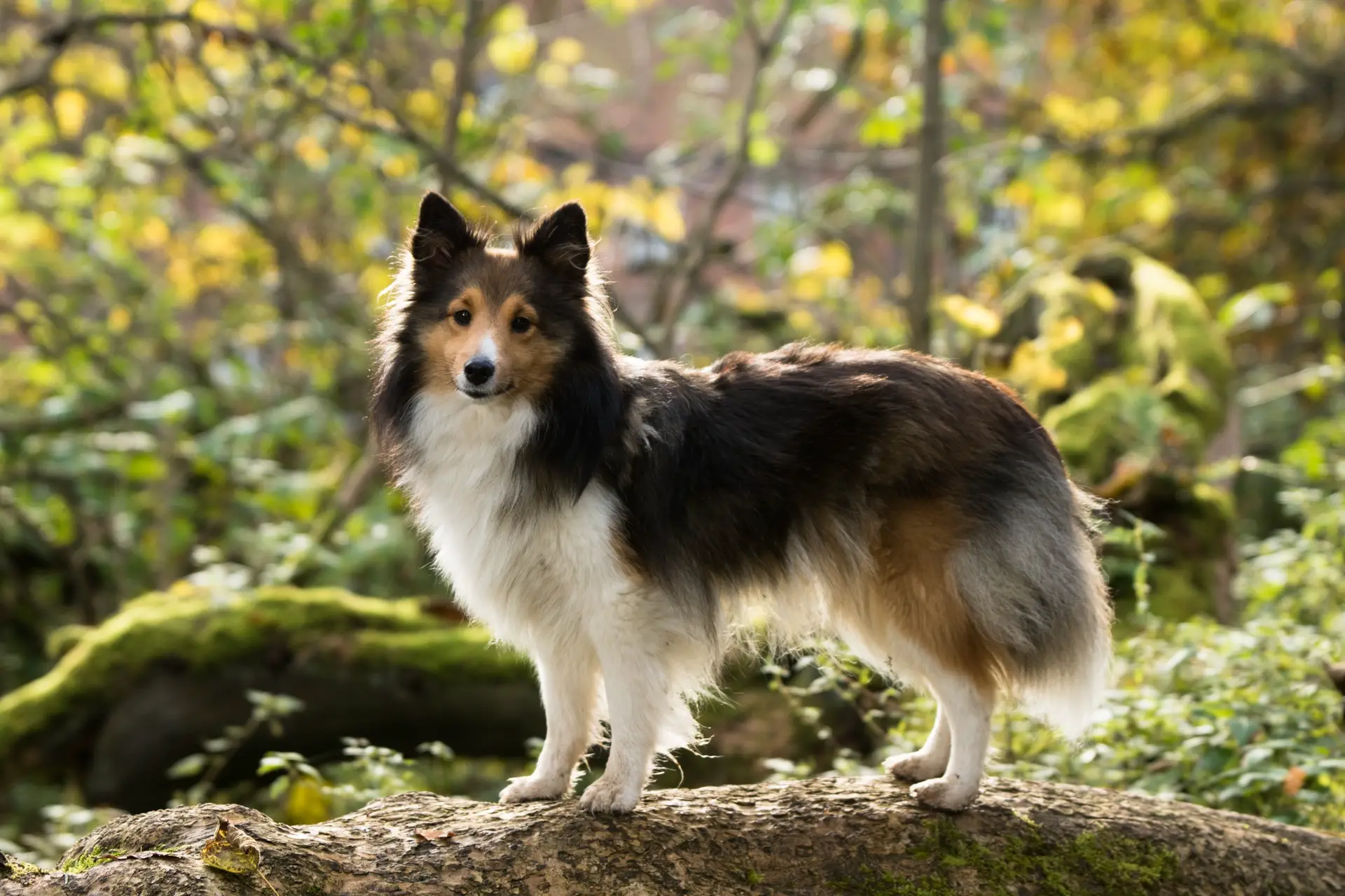 Shetland Sheepdog standing in a forest on top of a fallen tree on a sunny day