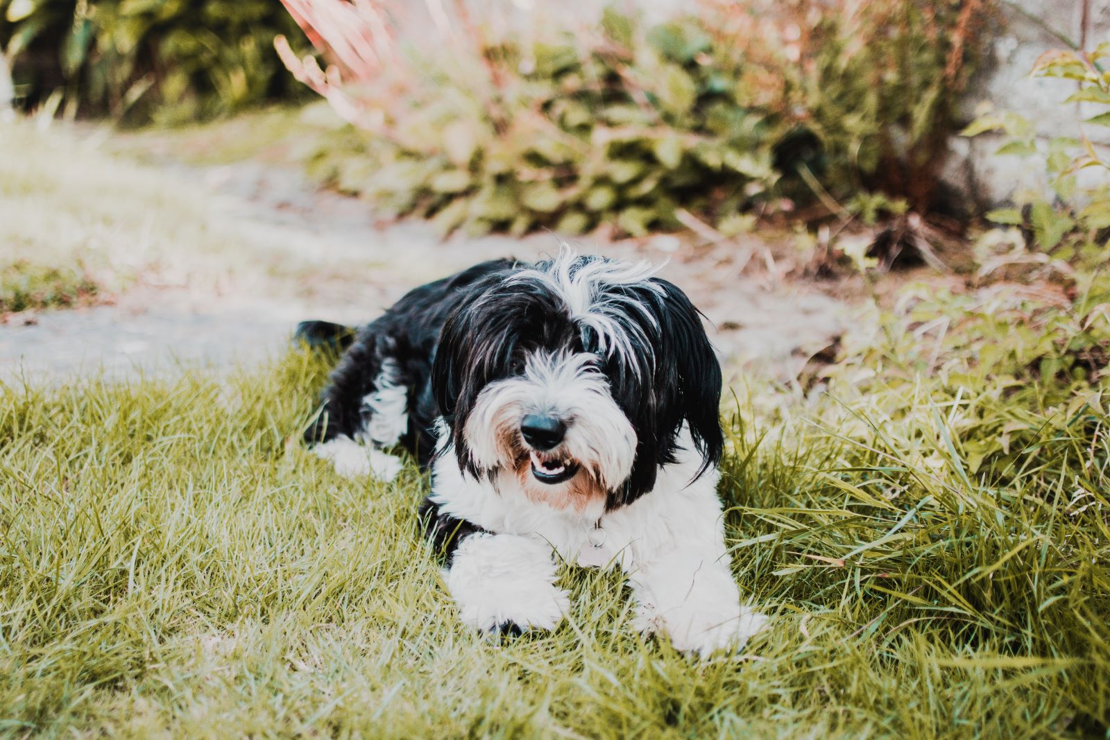 Black and white Shih Tzu laying in the green grass with a path and garden in the background