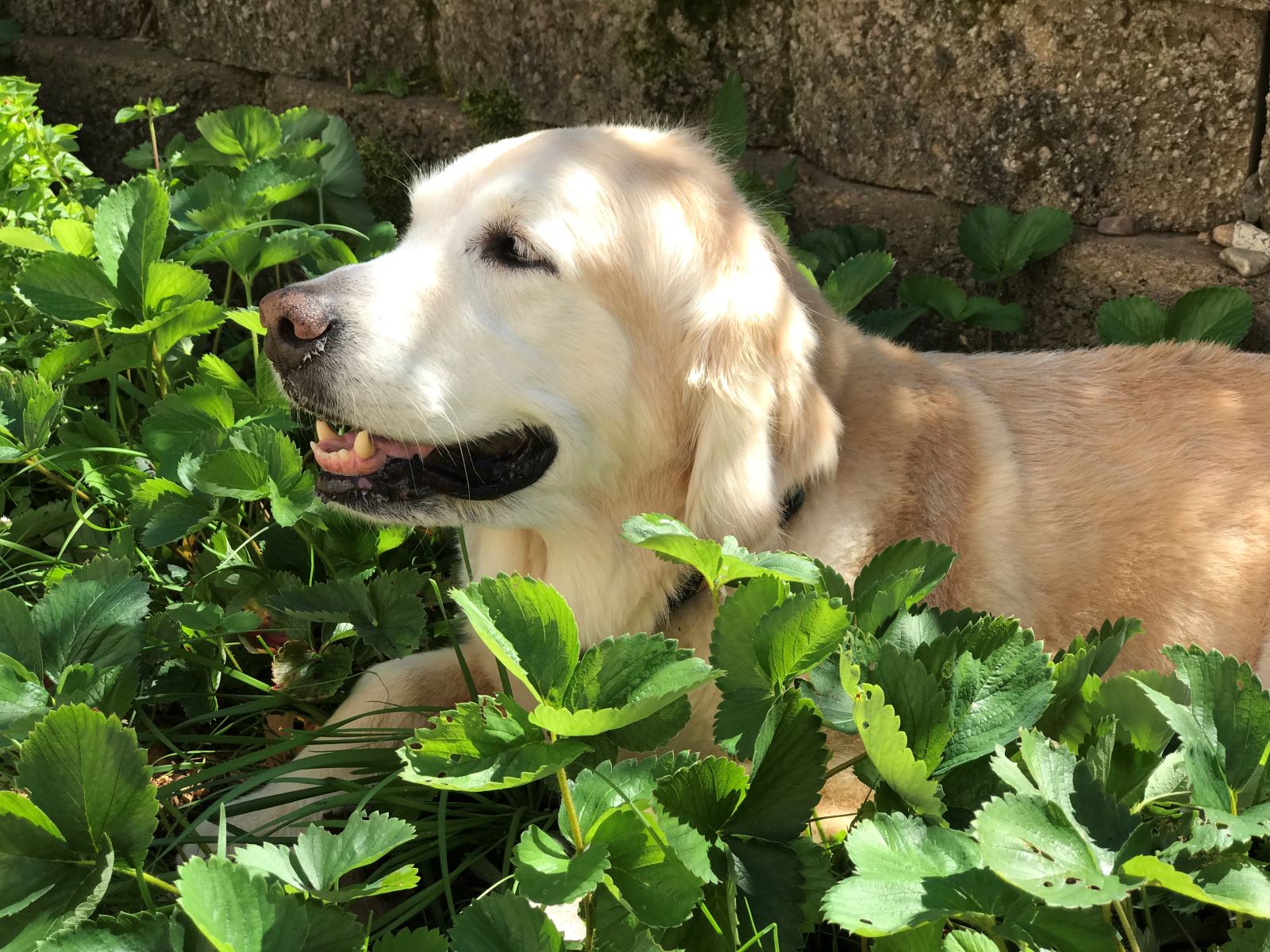 Golden Retriever Laying in a Strawberry patch with a brick retaining wall in the back