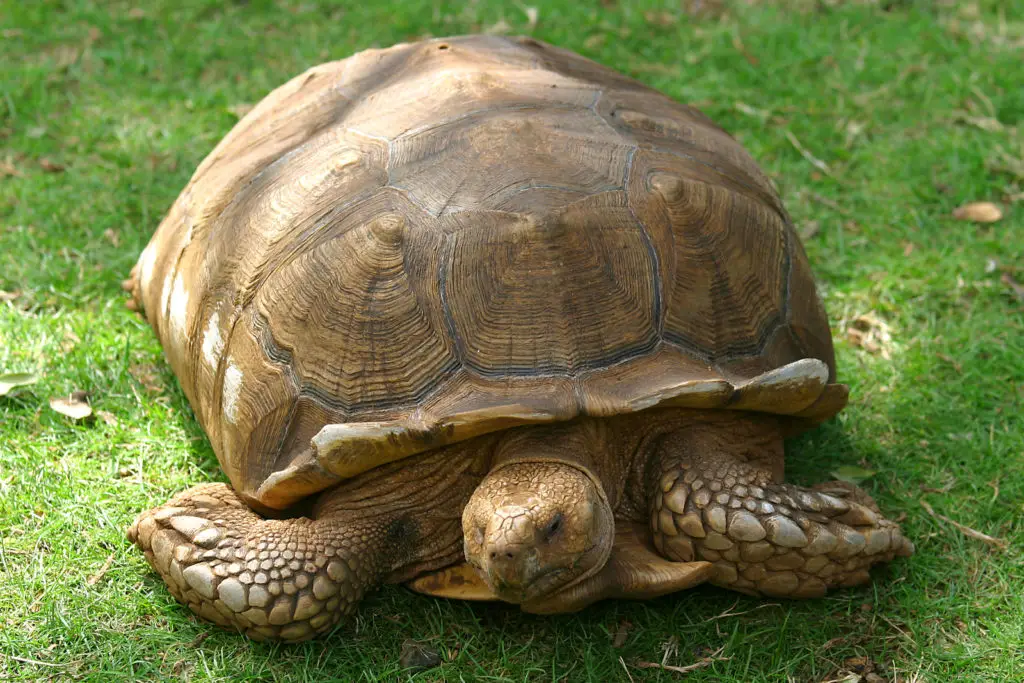 A Galapagos tortoise